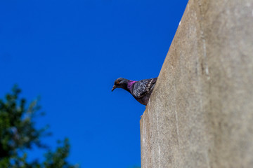 pigeon under statue