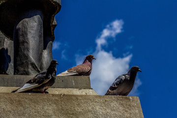 Obraz premium pigeons on the roof