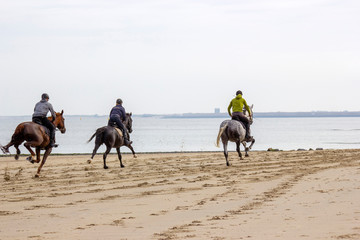 riders on horses on the beach in Renesse, Zeeland, the Netherlands