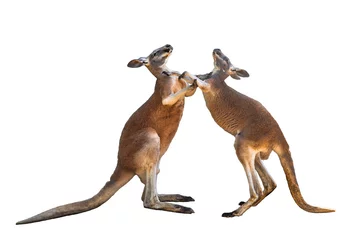 Papier Peint photo Kangourou Combattre deux kangourous rouges sur fond blanc isolé