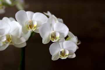 Beautiful white orchid  - phalaenopsis