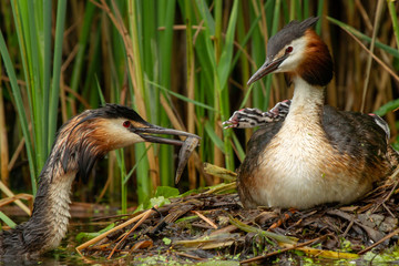 Great Crested Grebe feeds his young at the nest