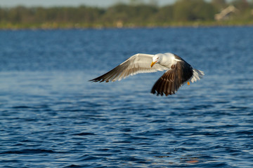 Seagull flying over the water