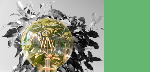 green energy concept, lightbulb with plant
