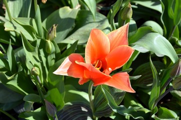 tulip in the garden