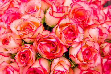 Flowers, pink roses