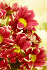 Fototapeta premium Beautiful flowers, with beautiful toning