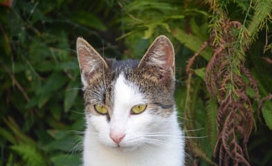 portrait of a cat with green eyes