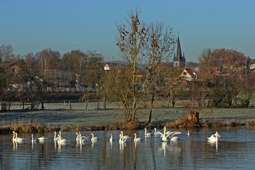 Höckerschwäne (Cygnus olor) auf der Eder bei Grifte © Schmutzler-Schaub