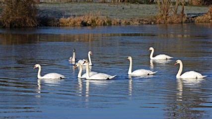Höckerschwäne (Cygnus olor) auf der Eder bei Grifte © Schmutzler-Schaub
