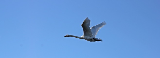 Fliegender Höckerschwan (Cygnus olor) seitlich vor blauem Himmel © Schmutzler-Schaub