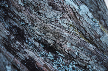  texture of a tree for a background