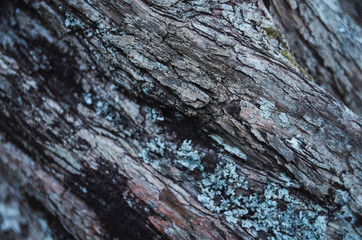  texture of a tree for a background