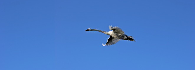 Fliegender Höckerschwan (Cygnus olor) seitlich vor blauem Himmel