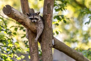 Raccoon sleeps in the tree