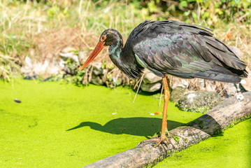 Black stork on the edge of the lake