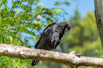 crow on a branch
