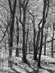 atmospheric sunlit monochrome woodland scene with black tree trunks casting shadows in beech forest