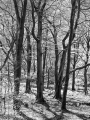 Foto auf Leinwand atmospheric sunlit monochrome woodland scene with black tree trunks casting shadows in beech forest © Philip J Openshaw 