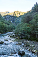 River in the forest surrounded by trees