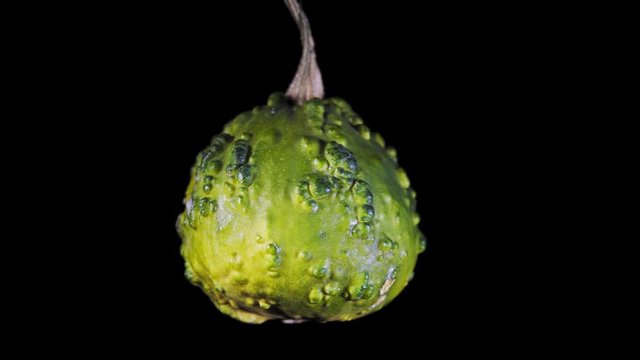 Close-up of green decorative pumpkin rotated clockwise on black background, seamless looping.
