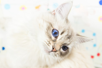 Neva Masquerade Cat, variety of the Siberian cat