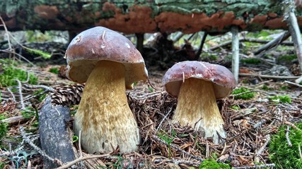 Fototapeta premium Forest autumn mushrooms