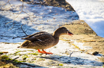 Beautiful winter scene - duck sitting on the snow and eating bread on the background of a lake, sunny winter day. Winter wonderland. Winter landscape. Care of animals in winter. 