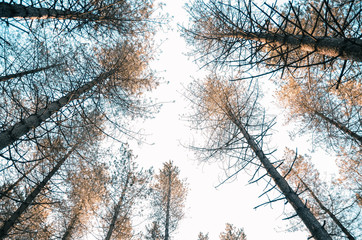  Beautiful forest for different uses