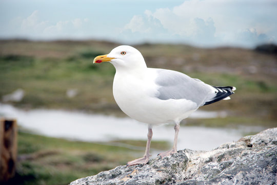 a single seagull sitting on a rock at the atlantic ocean