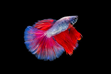 The moving moment beautiful of red purple siamese betta fish or fancy splendens fighting fish in thailand on black background. Thailand called Pla-kad or half moon fish. © Soonthorn