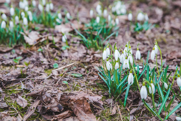 snowdrops close up in city park