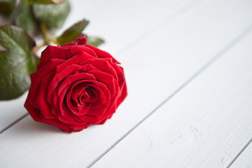 Single fresh red rose flower on the white wooden table. Valentines or love concept. With copy space.