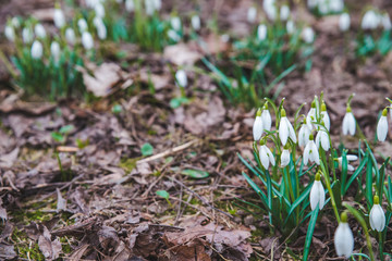 snowdrops close up in city park