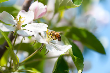 Bee on a flower apple trees.