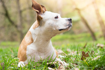 Happy Dog Portrait 