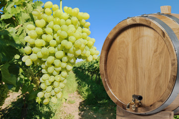 Vineyard with barrel. 