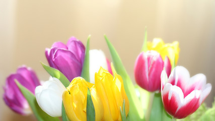 Mother's Day, Women's Day, March 8th, blurred background of tulips