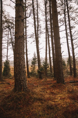 Obraz premium Beautiful forest for different uses