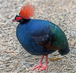 Crested partridge also known as the crested wood partridge, roul-roul, red-crowned wood partridge, green wood quail or green wood partridge. Latin name - Rollulus rouloul