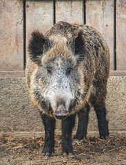 Eurasian Wild Boar - Sus scrofa  in winter, Europe.