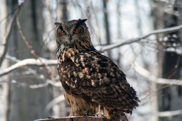 eurasian eagle-owl bubo bubo