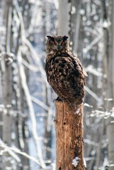 eurasian eagle-owl bubo bubo