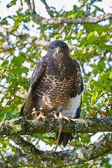 Common Buzzard