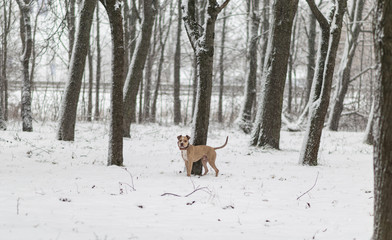 dog in woods