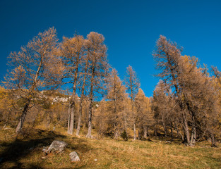 Fototapeta premium autumn vista