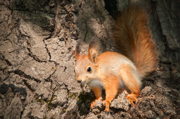 squirrel eating nut