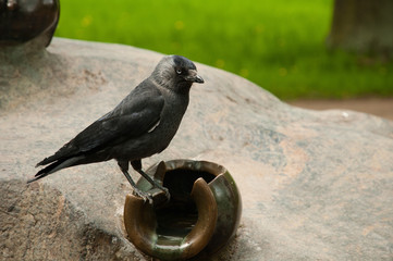 crow on fence