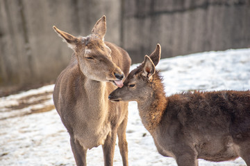 Portrait of a young  red deer and mother (Cervus elaphus)