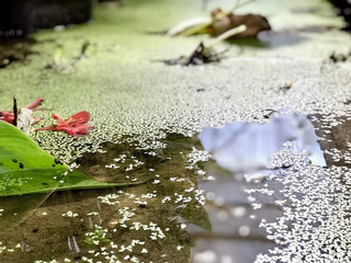 Tropical water plants on the pond surface